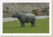 DSC_4253 Rhinoceros * 700 x 466 * (207KB)